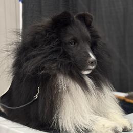 Nick - Shetland Sheepdog