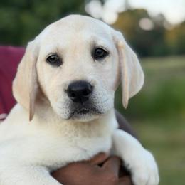 Oakley - Yellow female Labrador Retriever puppy in Archer Lodge, North Carolina from Archer Lodge Labradors