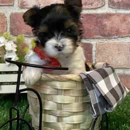 Yorkshire Terrier Puppies from Moonbabies Yorkies