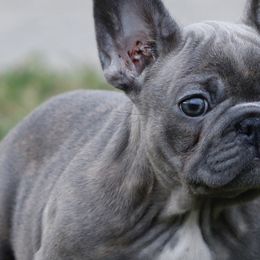 French Bulldogs from Mo3_Frenchies