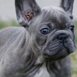 French Bulldogs from Mo3_Frenchies