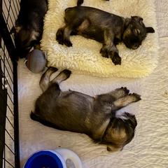 Thurston - Pepper and salt male Standard Schnauzer puppy in Etna, Maine from Kinobi Standard Schnauzers