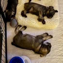 Thurston - Pepper and salt male Standard Schnauzer puppy in Etna, Maine from Kinobi Standard Schnauzers