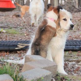 Great Pyrenees and Leonberger Puppies from Easter Acres