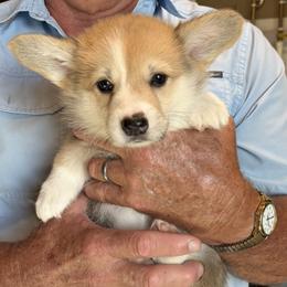 Pink Collar Female - Sable female Pembroke Welsh Corgi puppy in Victoria, Texas from Clear Creek Corgis