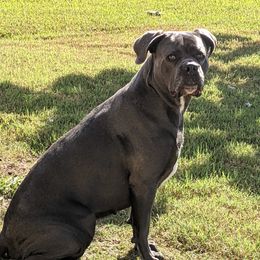 Callie - Cane Corso