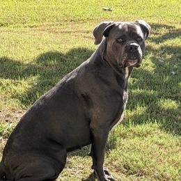 Callie - Cane Corso