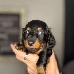 Samuel - Black and tan male Dachshund puppy in Brandon, Florida from Knights Dachshunds