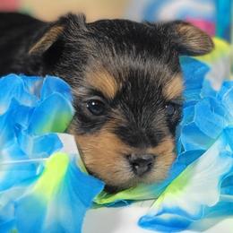 Blue collar boy - Black and tan male Yorkshire Terrier puppy in Jacksonville, Florida from Yorkieology