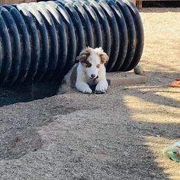 Australian Shepherd Puppies from Topaz Aussie’s