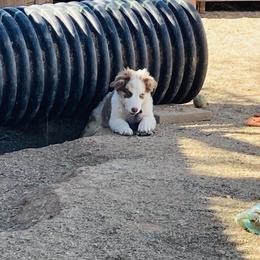Australian Shepherd Puppies from Topaz Aussie’s