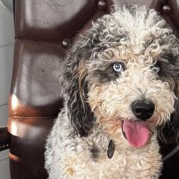 Harley - Bernedoodle