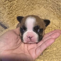 Buffy - Seal brindle and white female Boston Terrier puppy in Wellington, Ohio from Twist of Faith Farms