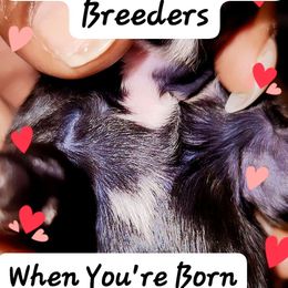 "HEART" - Black and white Shih Tzu puppy in Burlington, North Carolina from AhandfulofLoveBreeders