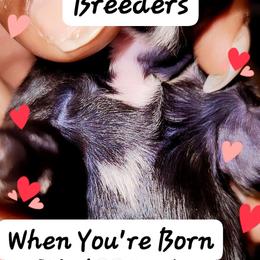 "HEART" - Black and white Shih Tzu puppy in Burlington, North Carolina from AhandfulofLoveBreeders