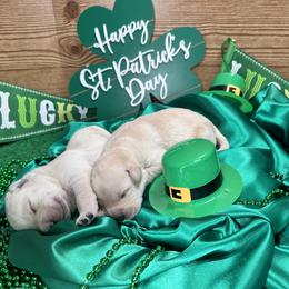 Labrador Retriever Puppies from Luvable AZ Labs