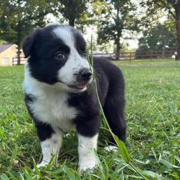 Demi - Black and white female Border Collie puppy in Chattanooga, Tennessee from Ross Vegas Kennels