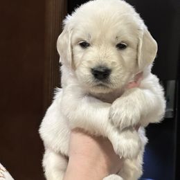 Assorted Doodle Crosses, Bernedoodle, Bernese Mountain Dog, Goldendoodle, Golden Retriever, and Sheepadoodle Puppies from CelticDoods
