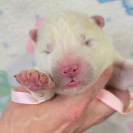 Pink girl - White and biscuit female Samoyed puppy in Elwell, Michigan from Limelight Samoyeds