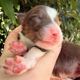 Turmeric - Red tri-color male Australian Shepherd puppy in Inverness, Florida from Swamp Puppy Canine Kennel