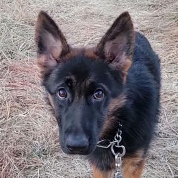 TRAINED PUPPY - Neon Green Collar - Ayida - Black and red female German Shepherd puppy in Augusta, West Virginia from Cricket Hollow Canines