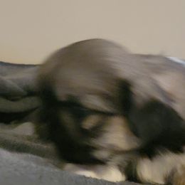 Pistol - Gray sable male Pekingese puppy in Burns, Kansas from Pekingese Dynasty