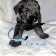 Standard Schnauzer Puppies from OmaStarke Standard Schnauzers