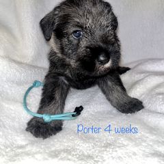 Standard Schnauzer Puppies from OmaStarke Standard Schnauzers