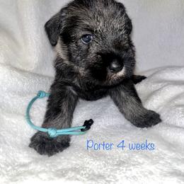 Standard Schnauzer Puppies from OmaStarke Standard Schnauzers