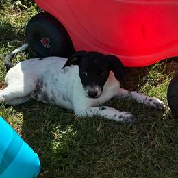 Perdita - White and black female Xoloitzcuintli puppy in Manitowoc, Wisconsin from Wonderland Kennel