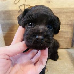 Liver Boy - Liver male Miniature Schnauzer puppy in Malvern, Arkansas from Deep South Miniature Schnauzers