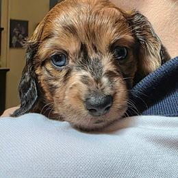 Leia - Dapple female Dachshund puppy in Lady Lake, Florida from Sausage Squad Kennels