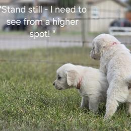 Miss Pink - Light golden female Golden Retriever puppy in Patterson, California from Trusted Valley Retrievers