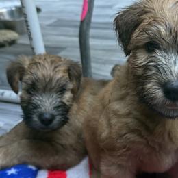 Kerry Blue Terriers and Soft Coated Wheaten Terriers from Cross the Rubicon KBT & Trebol SCWT