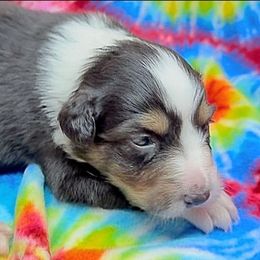 Girl 3 - Black tri-color female Australian Shepherd puppy in Divide, Colorado from Outlaw Farm and Kennel