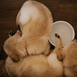 Golden Retriever Puppies from Rosemary Goldens