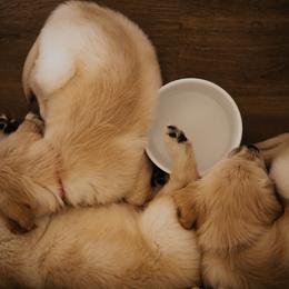 Golden Retriever Puppies from Rosemary Goldens