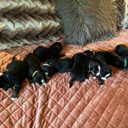 Bernese Mountain Dog Puppies from Alpen Daydream Bernese