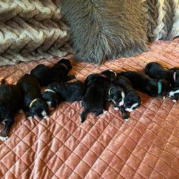 Bernese Mountain Dog Puppies from Alpen Daydream Bernese