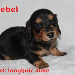 Rebel - Black and tan male Dachshund puppy in Paris, Texas from Kuttin’ Up Mini Aussies