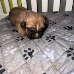 Purple female - Fawn female Cane Corso puppy in Saluda, South Carolina from Brooks Imperial Corso