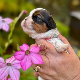 Nessarose - Brindle and white female Cavatzu puppy in Saint Paul, Minnesota from Amy’s Puppy Tzu