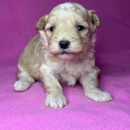 Pumpkin - Apricot female Maltipoo puppy in Lancaster, Kentucky from Dream Paws Puppies, LLC