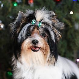 Aisha - Biewer Terrier