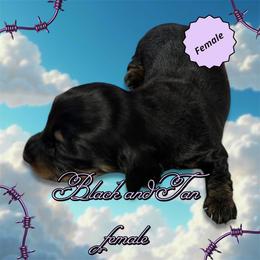Black and tan - Black and tan female Dachshund puppy in Proctor, Montana from Blue Star Dachshunds