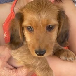 Duffy soft wire hair 1850 - Red male Dachshund puppy in Elizabethtown, Kentucky from Teeny Tiny Puppy Tails