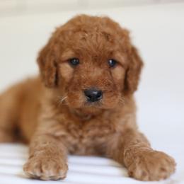 Cooper - Apricot male Goldendoodle puppy in Stevens, Pennsylvania from Pebble Paws Lane