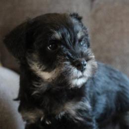 Jackson AKC - Black and silver male Miniature Schnauzer puppy in Richardton, North Dakota from Crooked Tree Ranch