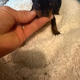 Nick - Black and rust male Miniature Pinscher puppy in Atoka, Oklahoma from Boggy Depot Cavaliers & Friends