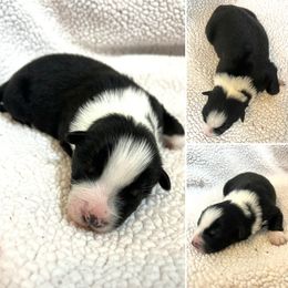 Nancy - Black tri-color female Australian Shepherd puppy in Red Bluff, California from Dream E River Ranch